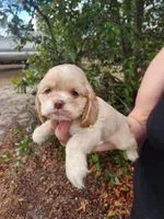 Hope , a female Cocker Spaniel for sale in Brooksville, FL – Photo 5 of 6