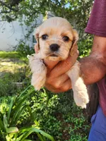 Gina, a male Cocker Spaniel for sale in Brooksville, FL – 2 of 8