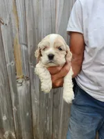 Jake Ready 07/06, a male Cocker Spaniel for sale in Brooksville, FL – 5 of 7