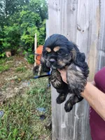 Luna Ready Now , a male Cocker Spaniel for sale in Brooksville, FL – 3 of 10