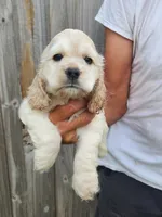Jack Reduced , a male Cocker Spaniel for sale in Brooksville, FL – 4 of 8
