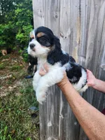 Lola Ready Now , a male Cocker Spaniel for sale in Brooksville, FL – 3 of 9