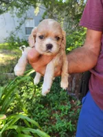 Ginger Sold, a male Cocker Spaniel for sale in Brooksville, FL – 6 of 7