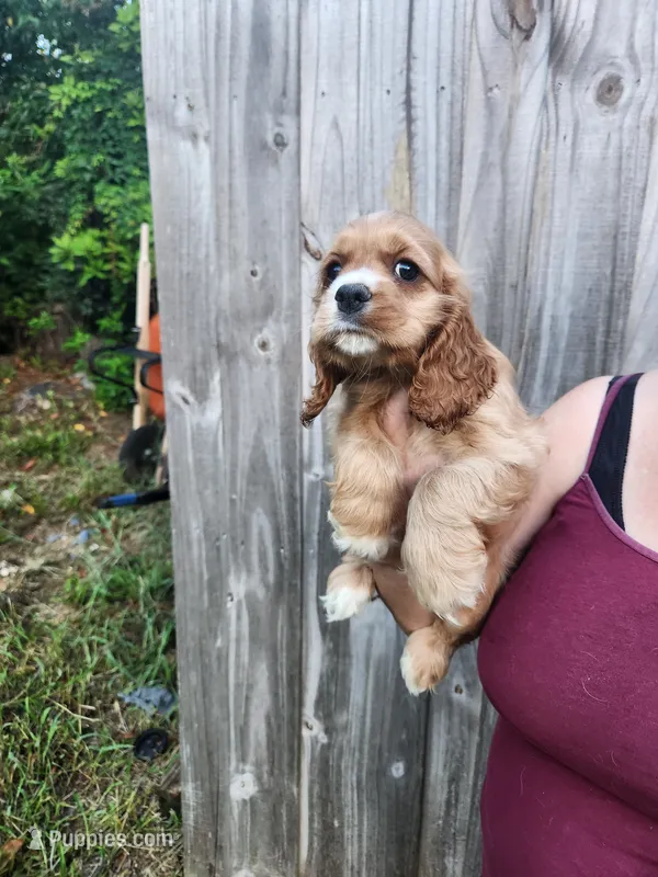 Leah Ready Now  – Cocker Spaniel puppy for sale in Brooksville, FL