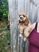 Leah Ready Now , a male Cocker Spaniel for sale in Brooksville, FL – 1 of 9