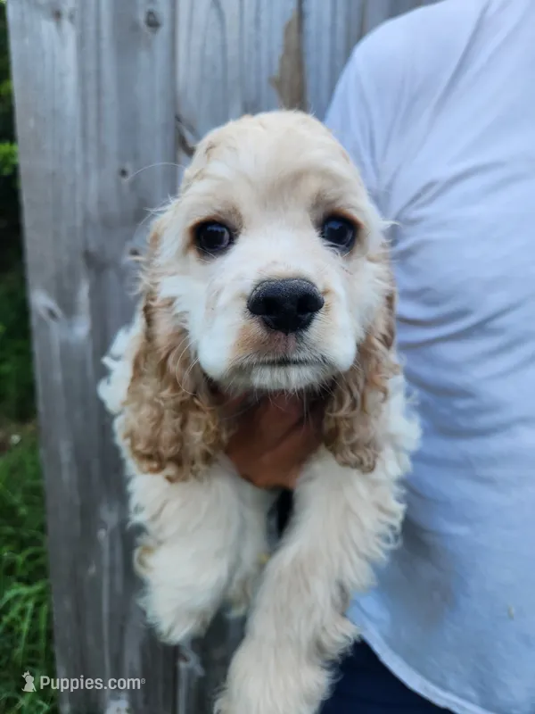 Hackett Ready Now  – Cocker Spaniel puppy for sale in Brooksville, FL