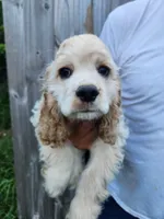Hackett Reduced , a male Cocker Spaniel for sale in Brooksville, FL – 1 of 8