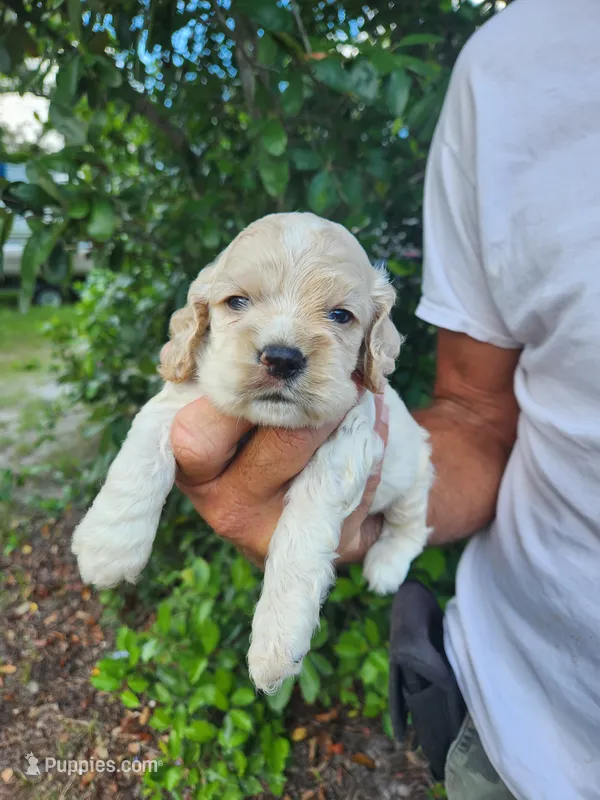 Hank – Cocker Spaniel puppy for sale in Brooksville, FL
