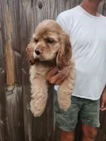 Kent Sold, a male Cocker Spaniel for sale in Brooksville, FL – 4 of 10