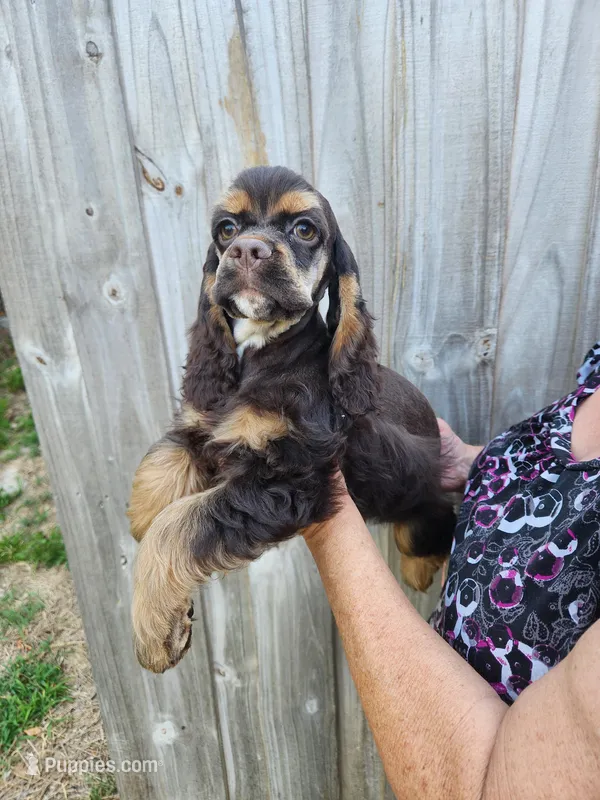 Hollister – Cocker Spaniel puppy for sale in Brooksville, FL
