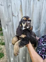 Hollister, a female Cocker Spaniel for sale in Brooksville, FL – Photo 4 of 9
