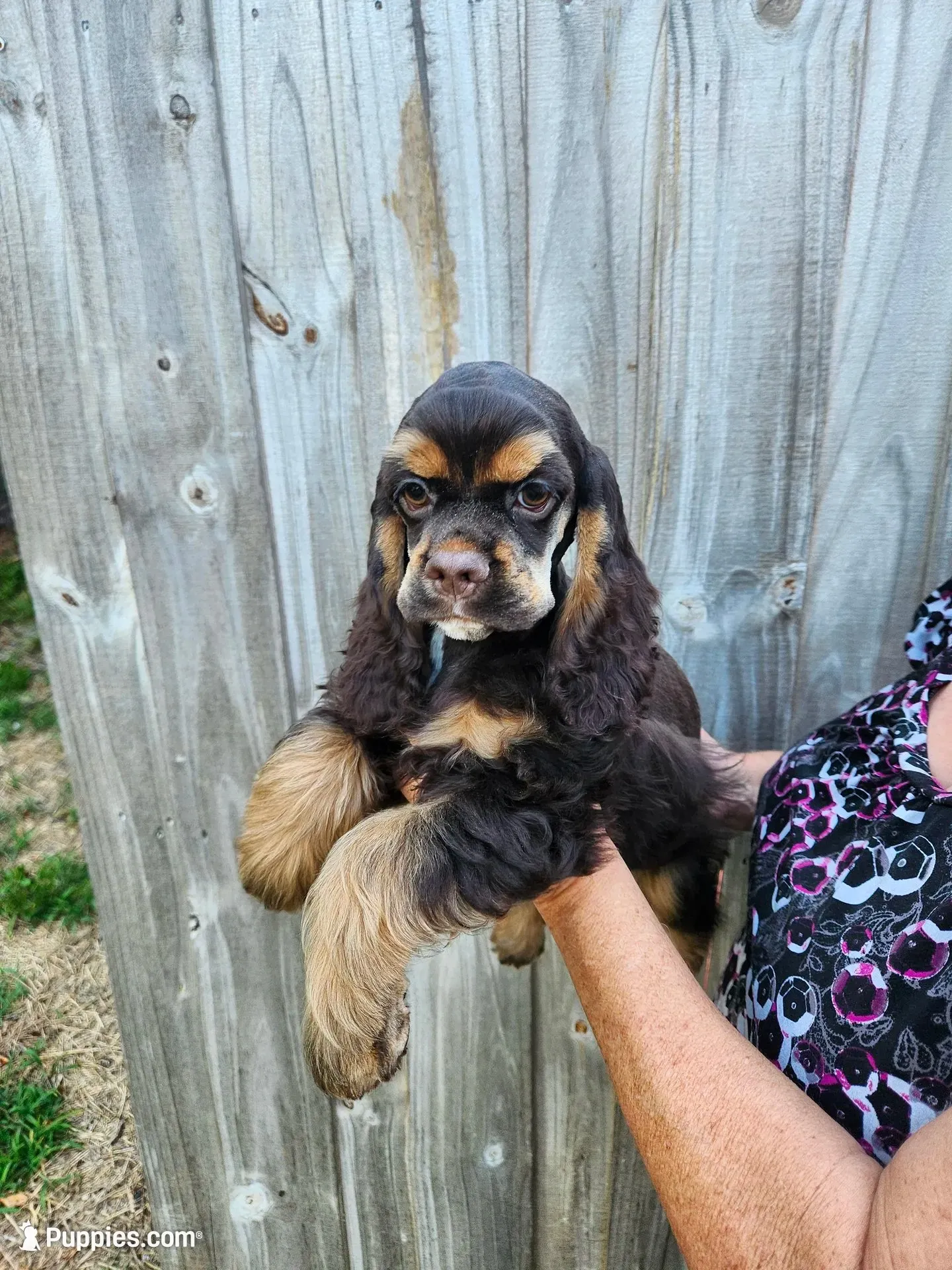 Hollister, a female Cocker Spaniel for sale in Brooksville, FL – 5 of 9