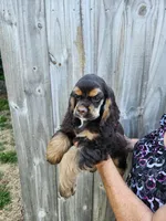Hollister, a female Cocker Spaniel for sale in Brooksville, FL – Photo 8 of 9
