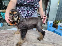 Hollister, a female Cocker Spaniel for sale in Brooksville, FL – Photo 3 of 9