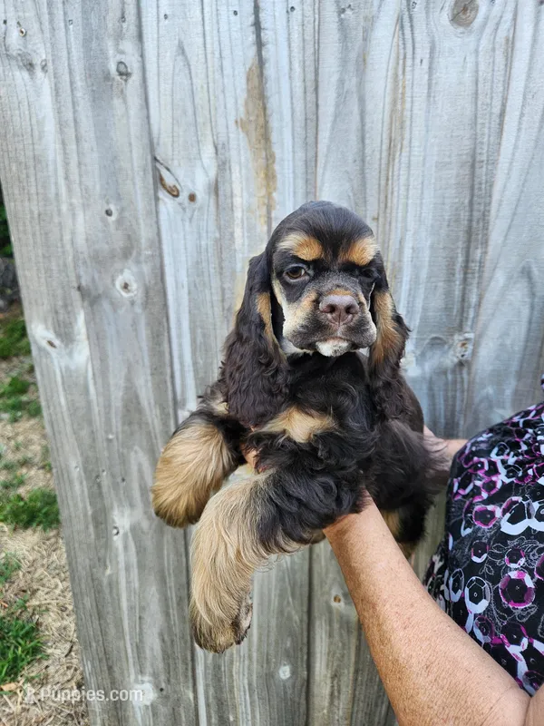 Hollister – Cocker Spaniel puppy for sale in Brooksville, FL
