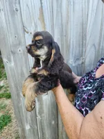 Hollister, a female Cocker Spaniel for sale in Brooksville, FL – Photo 6 of 9