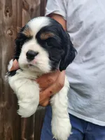 Logan , a male Cocker Spaniel for sale in Brooksville, FL – 6 of 8