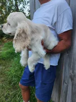 Hank Reduced , a male Cocker Spaniel for sale in Brooksville, FL – 7 of 8