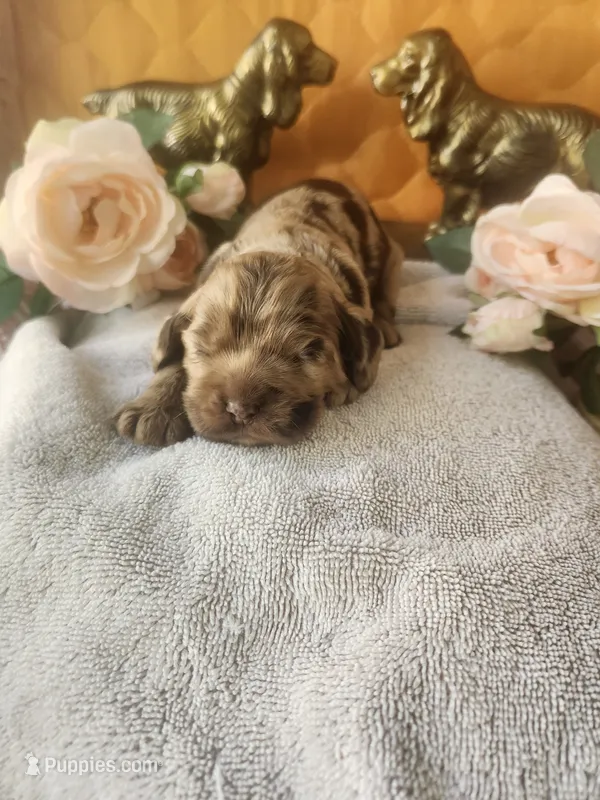 Nancy – Cocker Spaniel puppy for sale in Brooksville, FL