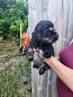 Luna Ready Now , a male Cocker Spaniel for sale in Brooksville, FL – 7 of 10