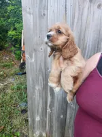 Leah Ready Now , a male Cocker Spaniel for sale in Brooksville, FL – 2 of 9