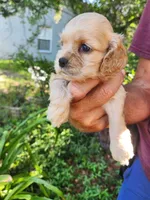 Gina, a male Cocker Spaniel for sale in Brooksville, FL – 5 of 8