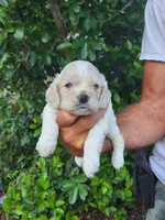 Holden Ready 07/22, a male Cocker Spaniel for sale in Brooksville, FL – 3 of 9