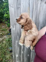 Leah Ready Now , a male Cocker Spaniel for sale in Brooksville, FL – 3 of 9
