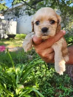 Gina, a male Cocker Spaniel for sale in Brooksville, FL – 3 of 8
