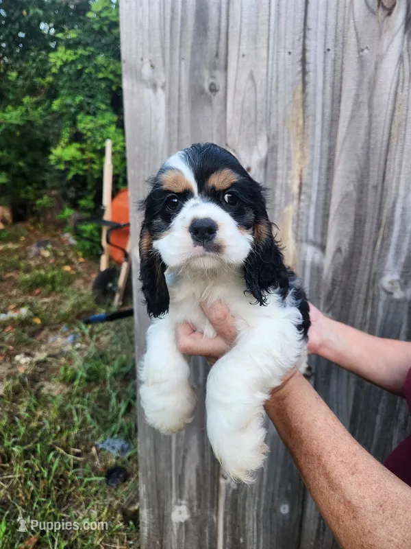 Lola Ready Now  – Cocker Spaniel puppy for sale in Brooksville, FL