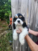 Lola Ready Now , a male Cocker Spaniel for sale in Brooksville, FL – 1 of 9