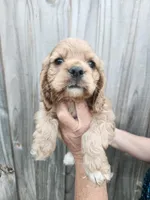 Valerie , a female Cocker Spaniel for sale in Brooksville, FL – Photo 4 of 8