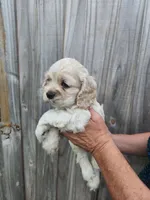 Owen, a male Cocker Spaniel for sale in Brooksville, FL – Photo 8 of 8