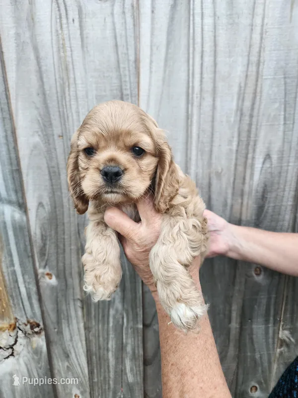 Valerie  – Cocker Spaniel puppy for sale in Brooksville, FL