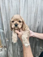 Valerie , a female Cocker Spaniel for sale in Brooksville, FL – Photo 1 of 8