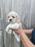 Owen, a male Cocker Spaniel for sale in Brooksville, FL – Photo 6 of 8