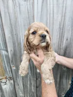 Valerie , a female Cocker Spaniel for sale in Brooksville, FL – Photo 2 of 8