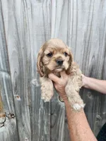 Valerie , a female Cocker Spaniel for sale in Brooksville, FL – Photo 8 of 8