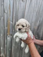 Owen, a male Cocker Spaniel for sale in Brooksville, FL – Photo 4 of 8