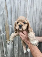 Valerie , a female Cocker Spaniel for sale in Brooksville, FL – Photo 6 of 8