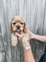 Valerie , a female Cocker Spaniel for sale in Brooksville, FL – Photo 3 of 8