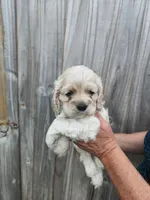 Owen, a male Cocker Spaniel for sale in Brooksville, FL – Photo 2 of 8