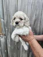 Owen, a male Cocker Spaniel for sale in Brooksville, FL – Photo 3 of 8