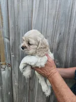 Owen, a male Cocker Spaniel for sale in Brooksville, FL – Photo 7 of 8