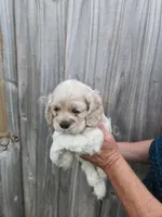 Owen, a male Cocker Spaniel for sale in Brooksville, FL – Photo 5 of 8