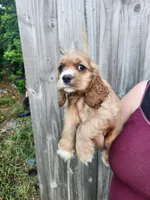 Leah Ready Now , a male Cocker Spaniel for sale in Brooksville, FL – 6 of 9