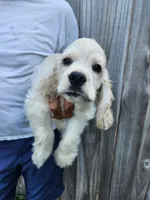 Hank Reduced , a male Cocker Spaniel for sale in Brooksville, FL – 5 of 8