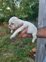 Jessa On Hold, a female Cocker Spaniel for sale in Brooksville, FL – 7 of 9