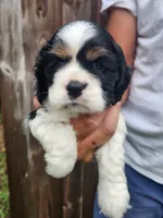 Logan , a male Cocker Spaniel for sale in Brooksville, FL – 8 of 8