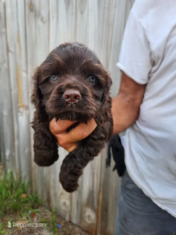 Neal Ready 07/02 – Cocker Spaniel puppy for sale in Brooksville, FL
